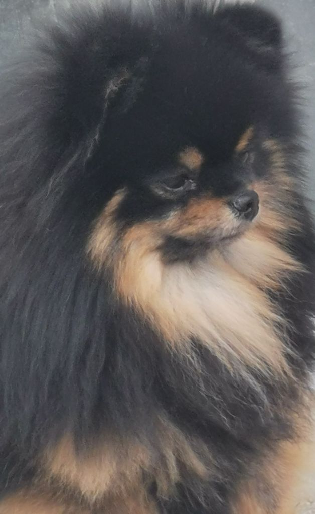 crazy charms S'yeontan dit sharly